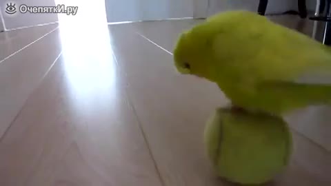Parrot and tennis ball