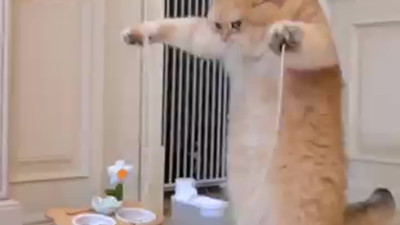 Cat smexy dance. 😺❤️🐈