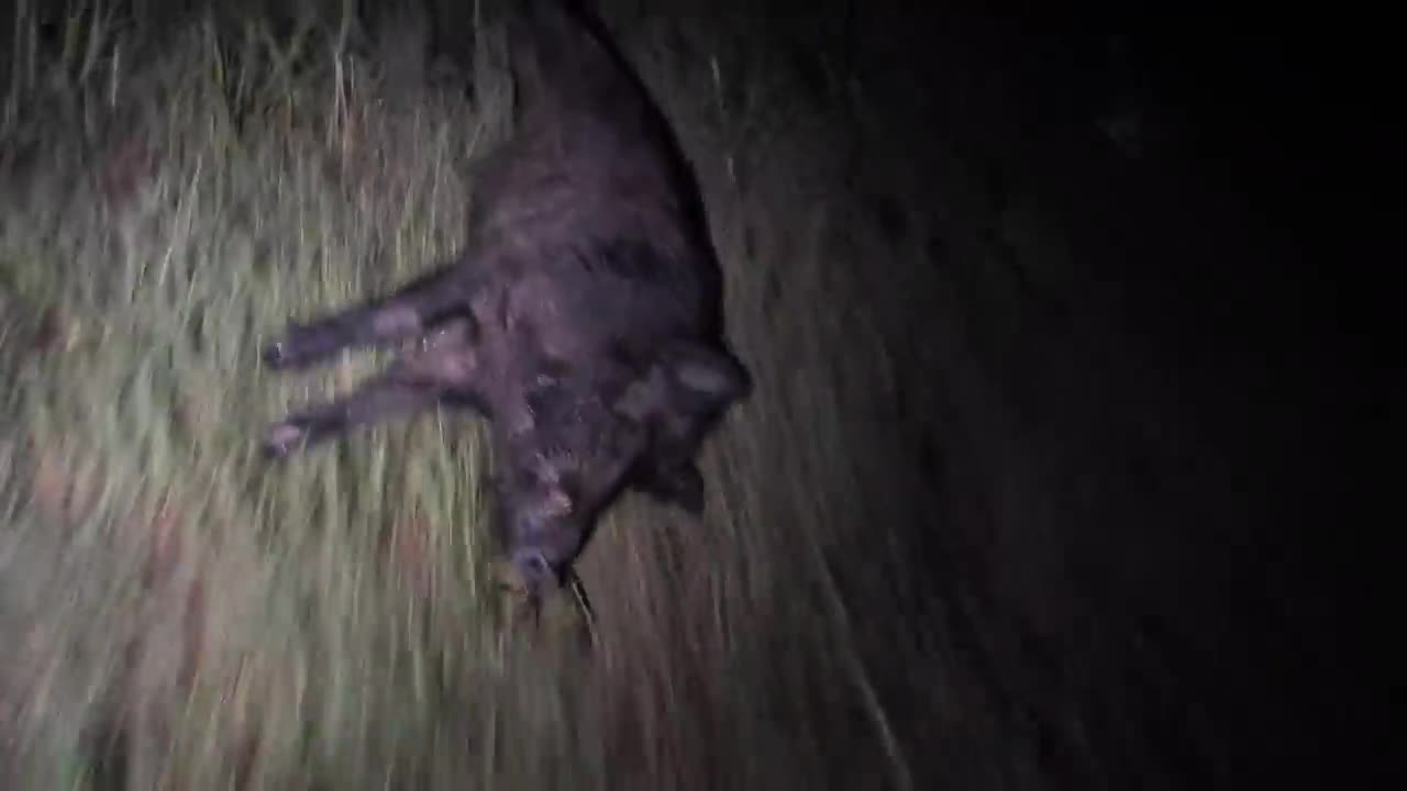 Hunting HUGE feral hogs on farm land.