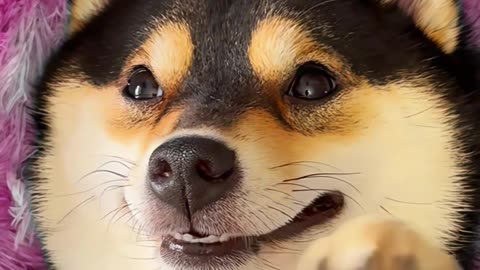 Unbelievably Cute: Takumi the Dog's Funniest Tricks!