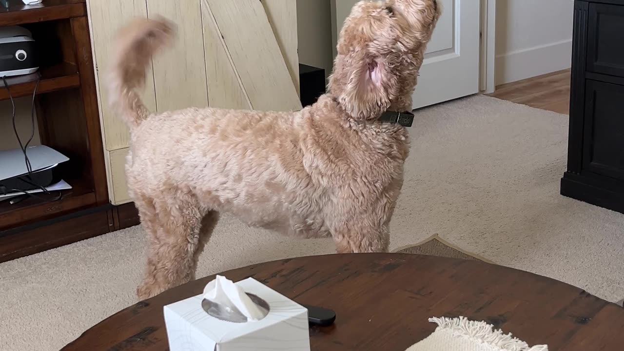 Dog Hates Slow Ceiling Fan