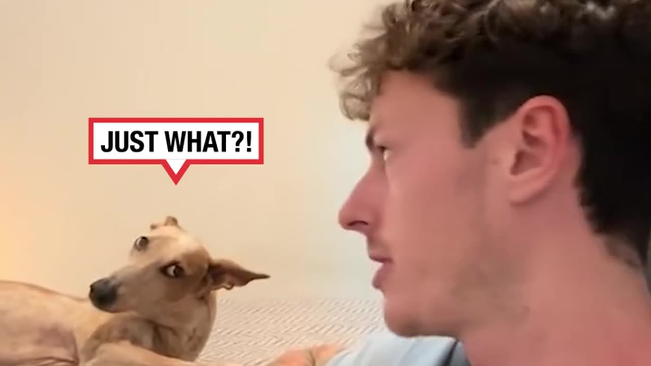 Dog can't believe what owner is saying 😂
