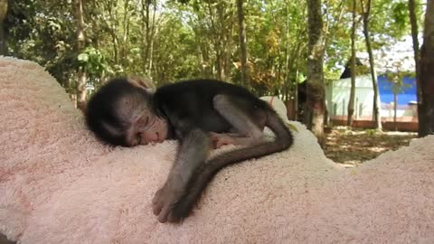 Small monkey play with cute baby dog, puppy by and monkey baly