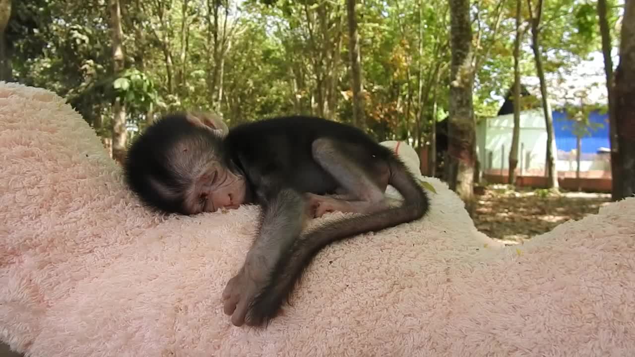 Small monkey play with cute baby dog, puppy by and monkey baly