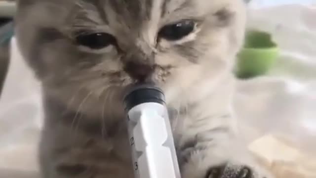 tiny kitten eating milk from syringe