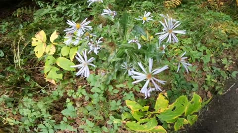 Aster
