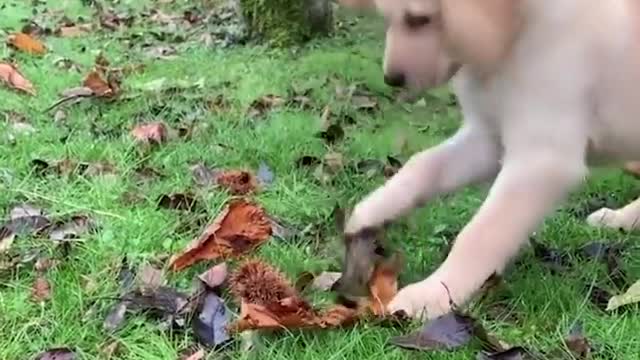 Cute puppies fight