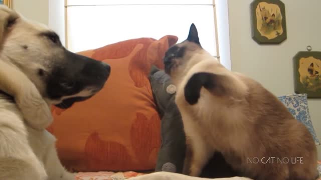Dog is playing with the cat and cat in beating the dog