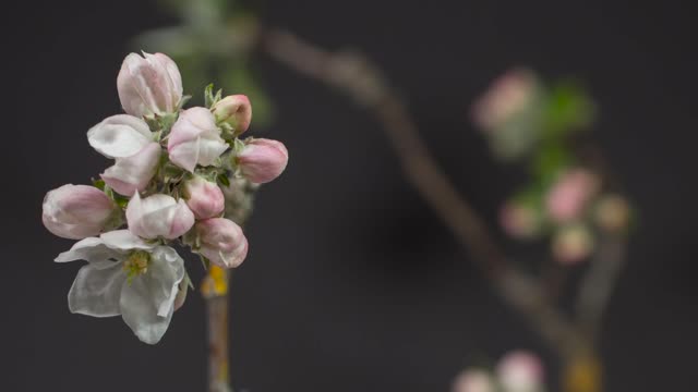 Apple Blossom