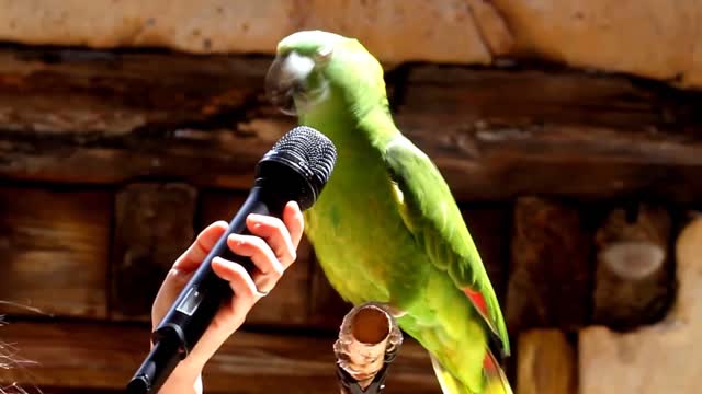 Singing Talking Laughing Funny Smart Parrots Compilations