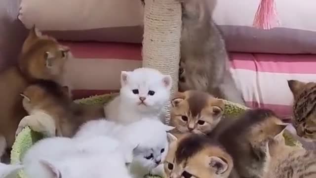 Cute baby cat funny video