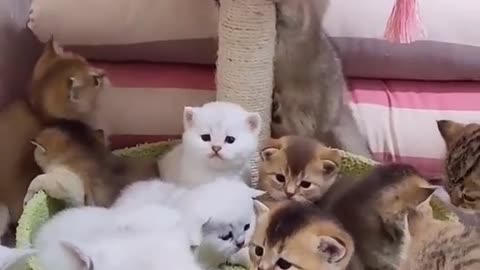 Cute baby cat funny video