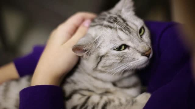 The child strokes a falling asleep gray cat. The cat relaxed. Face of a cat close-up