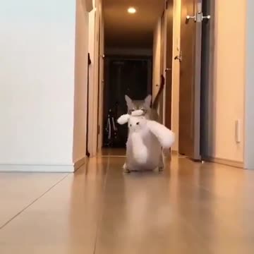 Cat walking funny
