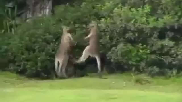 Crazy kangaroo knock out fight