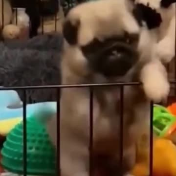 Hilariously Cute Kittens & Pups 2021- 2