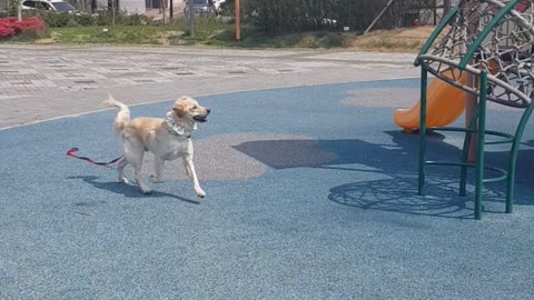 A puppy that likes birds