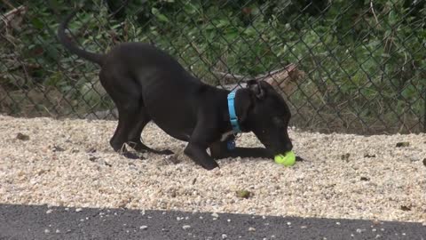 black dog playing with ball