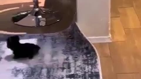 Dangerous dog😱Опасный пёс😱