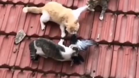 cute cat funny video shorts download