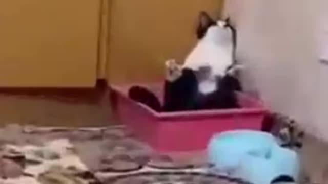 Funniest catsl!!! Try not to laugh