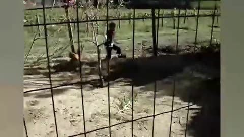 funny animals attacks
