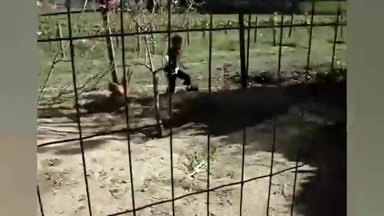 funny animals attacks
