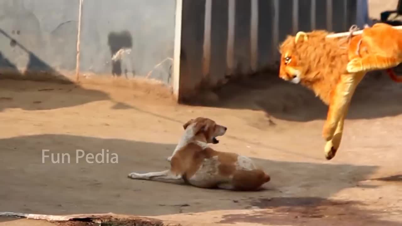 Fake Lion prank Dog so funny