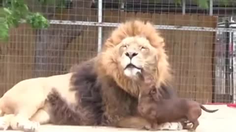 Believe it or not! Kisses Between A Dog And A Lion ...