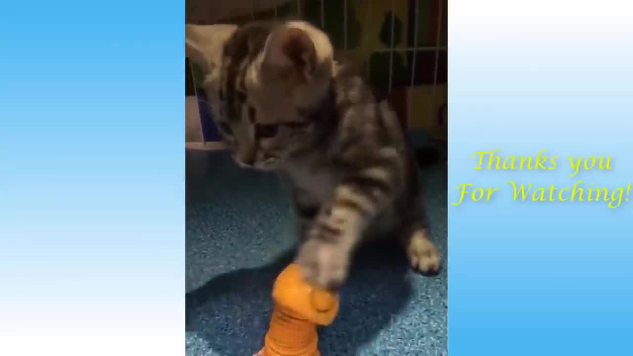 Cat with Toy