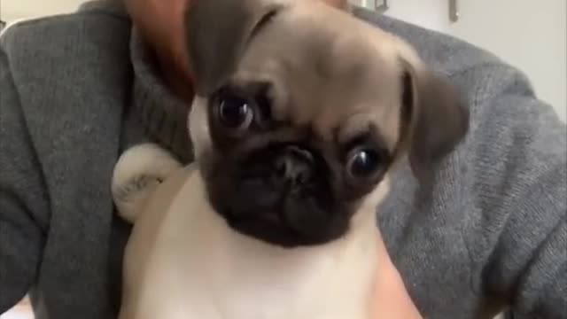 Funny dog reacting to different songs