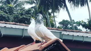 Pakistan pigeon kiri (john siray)