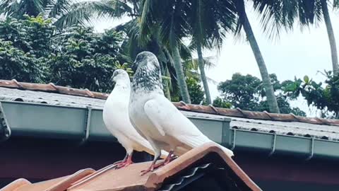 Pakistan pigeon kiri (john siray)