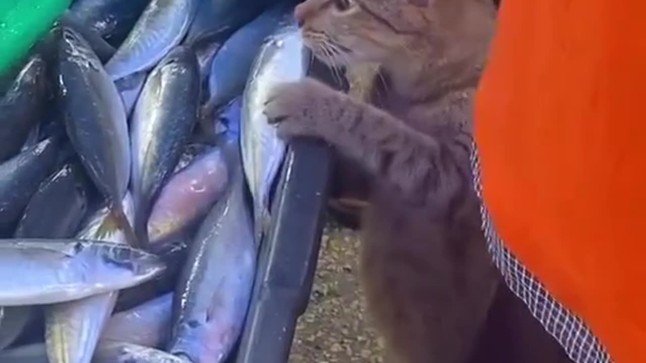 Apparently the Cat wants Fish 😂