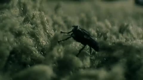 Korn - Somebody Someone (Official HD Video)