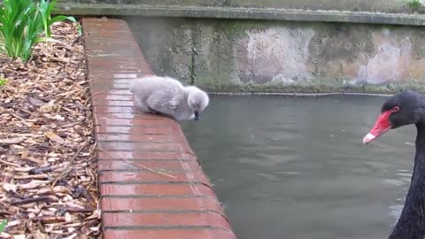Biack swan cygneta jump init the lake
