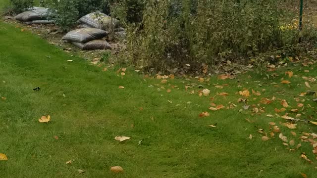 Cat helps in the fall tulip planting