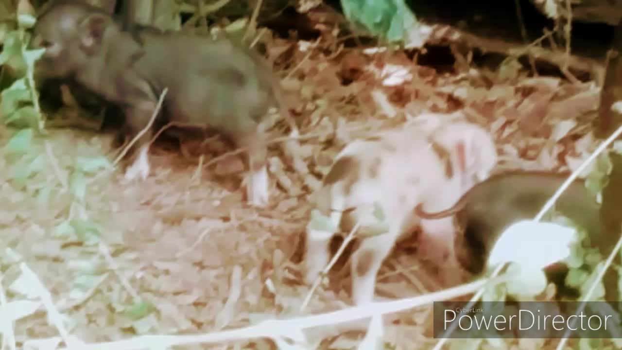 Potbelly Pigs--Mrs. Betty had her babies