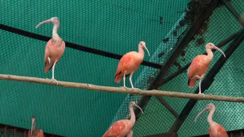 Indiaan zoo