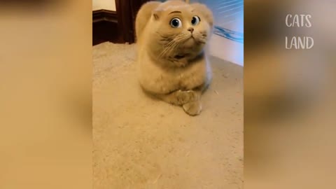 Omg // so cute / cats / best funny cat videos