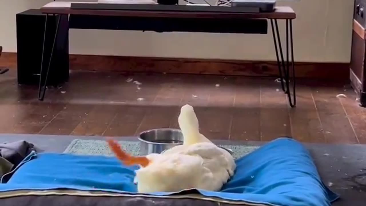 Happy feet..🦆😍