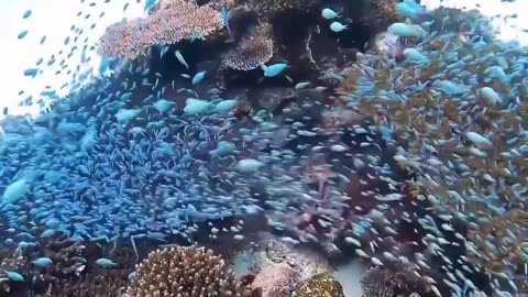 Beauty under water