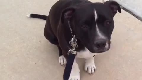 Black white dog waves hi to camera