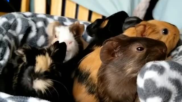 Cute Guinea pig |I wonder what they are talking about