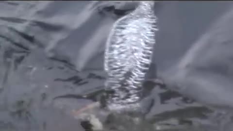 Incredible iceman caught on video