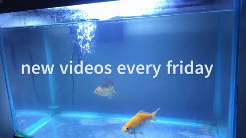 New Videos every friday