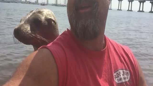 Sassy Seal Hitches A Ride On Back Of Man's Kayak