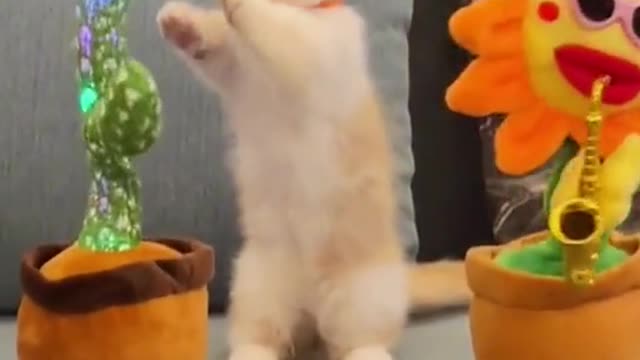 Cute Cat - Funny and Cute Cat Video