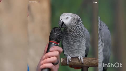 comntree parrot very funny video • best parrot video funny • vines best fun•