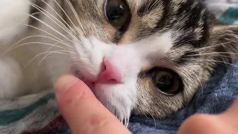 Cute cats 😻 #shortvideo #shorts